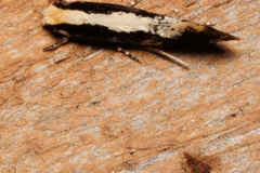 Agnippe prunifoliella