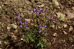 Penstemon heterodoxus heterodoxus