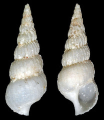 Epitoniidae