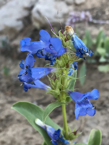 Cache beardtongue (Penstemon compactus)