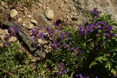 Penstemon heterodoxus heterodoxus