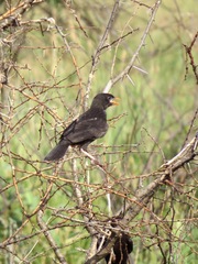 Bubalornis niger niger