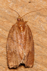 Argyrotaenia juglandana