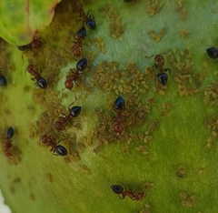 Crematogaster schmidti