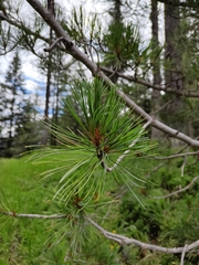 Pinus cembra