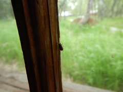 Dendroctonus