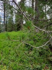 Pinus cembra