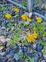 Cota tinctoria