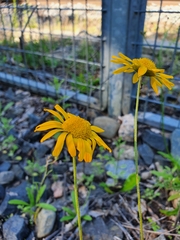 Cota tinctoria