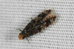 Homosetia marginimaculella