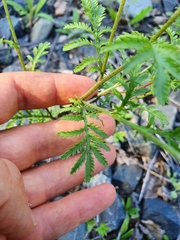 Cota tinctoria