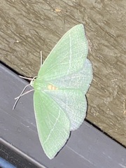 Chlorosea banksaria