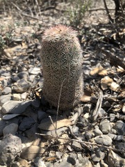 Echinocereus pectinatus