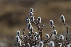 Salix richardsonii