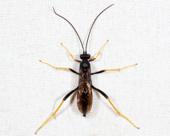 Exetastes suaveolens