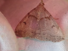 Zanclognatha laevigata