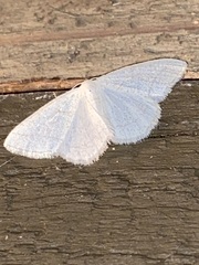 Protitame subalbaria