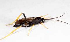 Exetastes suaveolens