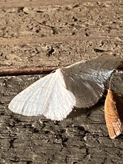 Protitame subalbaria