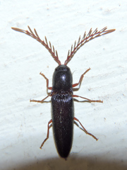 Dicrepidius corvinus