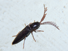 Dicrepidius corvinus
