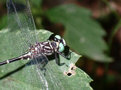 Stylogomphus sigmastylus