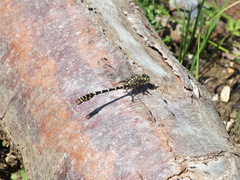 Onychogomphus forcipatus
