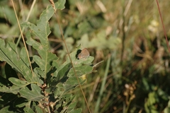 Satyrium esculi