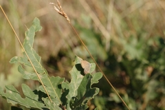 Satyrium esculi
