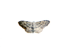 Idaea seriata