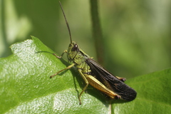 Megaulacobothrus aethalinus
