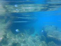 Platybelone argalus