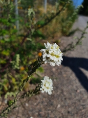 Berteroa incana