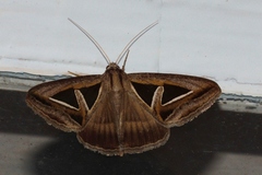 Trigonodes exportata