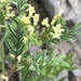 Astragalus miser oblongifolius - Photo no hay derechos reservados, subido por Robb Hannawacker