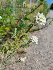 Berteroa incana