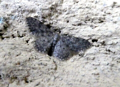 Idaea cervantaria