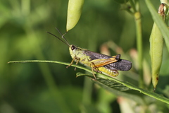 Megaulacobothrus aethalinus
