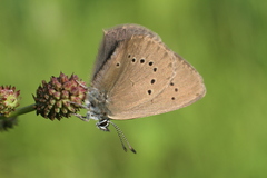 Phengaris nausithous