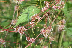 Cuscuta europaea
