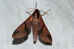 Afroclanis neavi