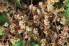 Cuscuta europaea