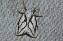 Parapluda invitabilis