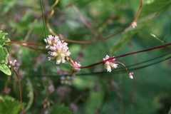 Cuscuta europaea