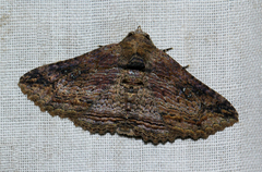Pericyma mendax