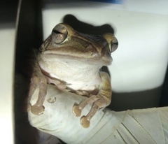 Polypedates leucomystax