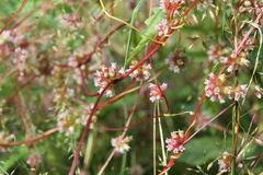 Cuscuta europaea