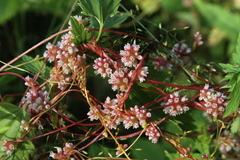 Cuscuta europaea
