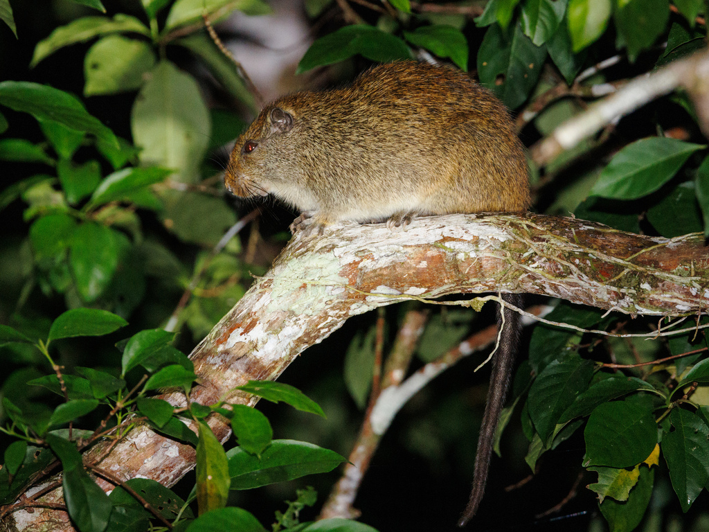 Ferreira's Spiny Tree Rat (Mesomys hispidus) - Know Your Mammals