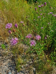 Centaurea jacea